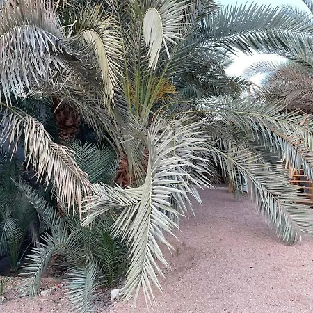 Palm Nest Home